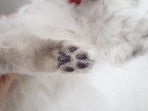 バリカンで爪を切った後の状態